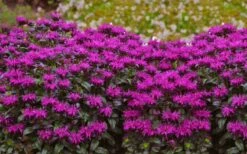 Rockin' Raspberry Bee Balm (Monarda) - 1 Gallon Pot -Home Bloom Garden monarda sugar buzz rockin raspberry bee balm 21
