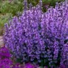 Cats Pajamas Catmint - 1 Gallon Pot -Home Bloom Garden nepeta cats pajamas catmint 22