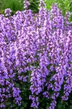Cats Pajamas Catmint - 1 Gallon Pot -Home Bloom Garden nepeta cats pajamas catmint 3