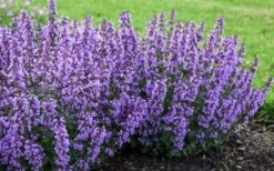 Cats Pajamas Catmint - 1 Gallon Pot -Home Bloom Garden nepeta cats pajamas catmint 4