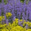 Summer Magic Catmint (Nepeta Grandiflora) - 1 Gallon Pot -Home Bloom Garden nepeta grandiflora summer magic catmint 2 1