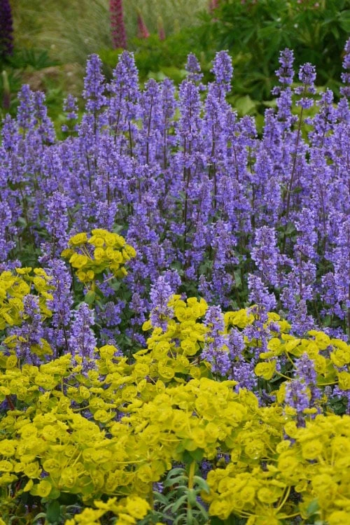 Summer Magic Catmint (Nepeta Grandiflora) - 6 Pack Of 1 Gallon Pots 3 Summer Magic Catmint (Nepeta Grandiflora) - 6 Pack Of 1 Gallon Pots