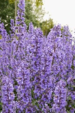 Summer Magic Catmint (Nepeta Grandiflora) - 6 Pack Of 1 Gallon Pots 12 Summer Magic Catmint (Nepeta Grandiflora) - 6 Pack Of 1 Gallon Pots -Home Bloom Garden nepeta grandiflora summer magic catmint 3