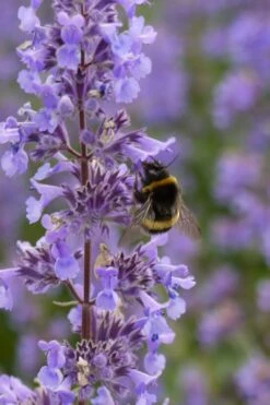 Summer Magic Catmint (Nepeta Grandiflora) - 6 Pack Of 1 Gallon Pots 13 Summer Magic Catmint (Nepeta Grandiflora) - 6 Pack Of 1 Gallon Pots -Home Bloom Garden nepeta grandiflora summer magic catmint 4