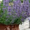 Little Trudy Catmint - 5 Pack Of Quart Pots -Home Bloom Garden nepeta little trudy catmint 11