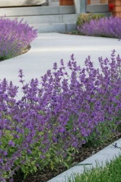 Little Trudy Catmint - 5 Pack Of Quart Pots -Home Bloom Garden nepeta little trudy catmint 3
