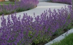 Little Trudy Catmint - 5 Pack Of Quart Pots -Home Bloom Garden nepeta little trudy catmint 5