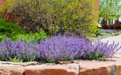 Little Trudy Catmint - 5 Pack Of Quart Pots -Home Bloom Garden nepeta little trudy catmint 8