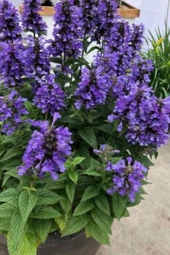 Neptune Catmint (Nepeta) - 1 Gallon Pot -Home Bloom Garden nepeta neptune catmint 7