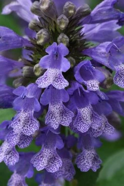 Blue Prelude Catmint (Nepeta) - 1 Gallon Pot -Home Bloom Garden nepeta prelude blue catmint 1