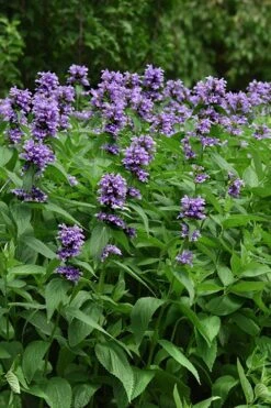 Blue Prelude Catmint (Nepeta) - 1 Gallon Pot -Home Bloom Garden nepeta prelude blue catmint 3