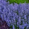 Purrsian Blue Catmint (Nepeta Faassenii) - 1 Gallon Pot -Home Bloom Garden nepeta purrsian blue catmint 2