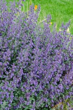 Six Hills Giant Catmint (Nepeta) - 5 Pack Of Quart Pots -Home Bloom Garden nepeta six hills giant catmint 1