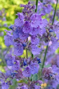 Six Hills Giant Catmint (Nepeta) - 5 Pack Of Quart Pots -Home Bloom Garden nepeta six hills giant catmint 10