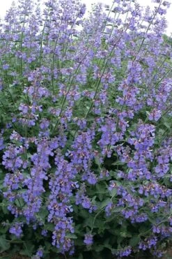 Six Hills Giant Catmint (Nepeta) - 5 Pack Of Quart Pots -Home Bloom Garden nepeta six hills giant catmint 7