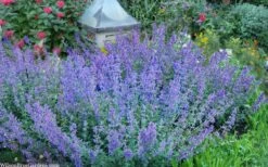 Six Hills Giant Catmint (Nepeta) - 5 Pack Of Quart Pots -Home Bloom Garden nepeta six hills giant catmint 8