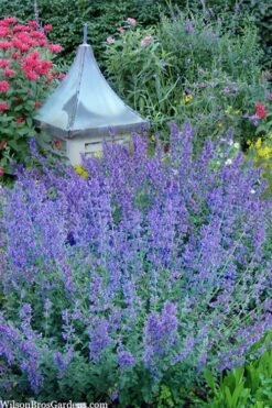 Six Hills Giant Catmint (Nepeta) - 5 Pack Of Quart Pots -Home Bloom Garden nepeta six hills giant catmint 9