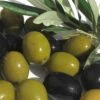 Arbequina Olive Tree - 5 Gallon Pot -Home Bloom Garden olive arbequina 5 1