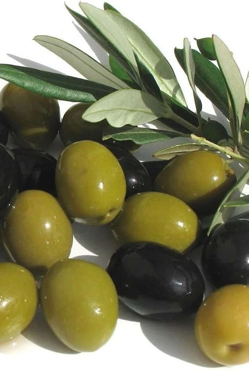 Arbequina Olive Tree - 7 Gallon Pot (5-6') 3 Arbequina Olive Tree - 7 Gallon Pot (5-6')