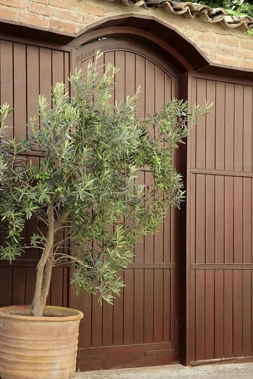 Arbequina Olive Tree - 7 Gallon Pot (5-6') 7 Arbequina Olive Tree - 7 Gallon Pot (5-6') - Image 5