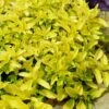 Golden Oregano - 5 Pack Of Pint Pots -Home Bloom Garden oregano golden 11 1