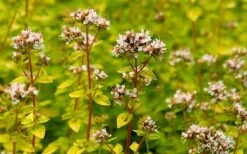 Golden Oregano - 6 Pack Of Pint Pots -Home Bloom Garden oregano golden 2