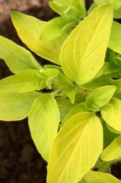 Golden Oregano - 6 Pack Of Pint Pots -Home Bloom Garden oregano golden 6