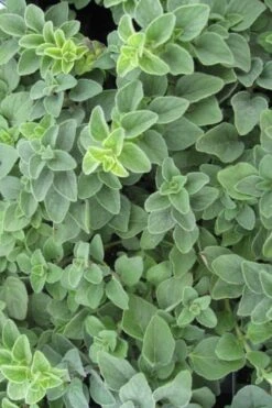 Hot & Spicy Oregano - 6 Pack Of Pint Pots -Home Bloom Garden oregano hot spicey 700x550 1