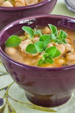 Hot & Spicy Oregano - 6 Pack Of Pint Pots -Home Bloom Garden oreganum hot and spicy oregano 1