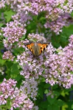 Hot & Spicy Oregano - 6 Pack Of Pint Pots -Home Bloom Garden oreganum hot and spicy oregano 7