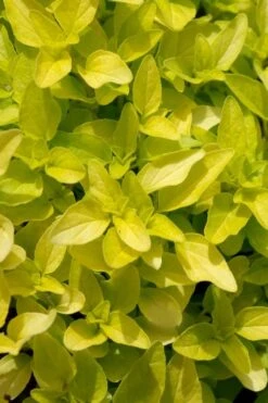 Golden Oregano - 5 Pack Of Pint Pots 11 Golden Oregano - 5 Pack Of Pint Pots -Home Bloom Garden origanum vulgare aurea golden oregano 10 1