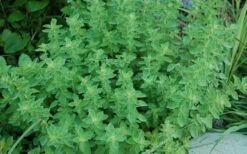 True Greek Oregano - 6 Pack Of Pint Pots -Home Bloom Garden origanum vulgare hirtum true greek oregano 2