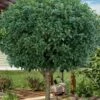 Fruitland's Fortune Tea Olive Single Trunk Tree - 7 Gallon Pot (4-5') -Home Bloom Garden osmanthus fortunei fruitlandii tea olive tree 2