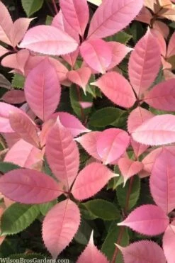 Noble Lady Tea Olive - 2 Gallon Pot