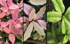 Noble Lady Tea Olive - 2 Gallon Pot 9 Noble Lady Tea Olive - 2 Gallon Pot -Home Bloom Garden osmanthus fragrans quinnan guifei noble lady tea olive 4 1