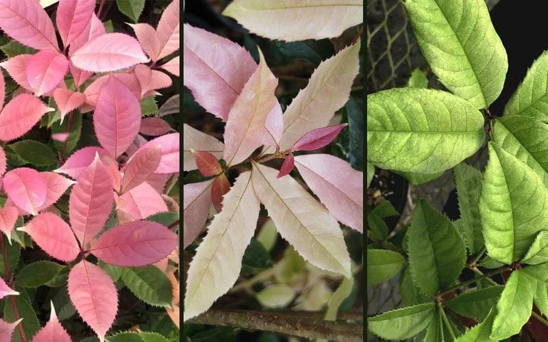 Noble Lady Tea Olive - 2 Gallon Pot 6 Noble Lady Tea Olive - 2 Gallon Pot - Image 4