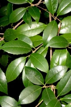 Fruitland's Fortune Tea Olive Single Trunk Tree - 7 Gallon Pot (4-5') -Home Bloom Garden osmanthus fruitlands fortune tea olive 1