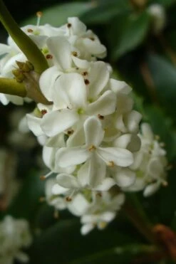 Fruitland's Fortune Tea Olive Single Trunk Tree - 7 Gallon Pot (4-5') -Home Bloom Garden osmanthus fruitlands fortune tea olive 3