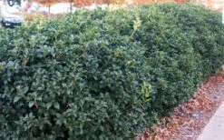 Fruitland's Fortune Tea Olive (Fragrant Osmanthus) - 6-Pack Of 1 Gallon Pots -Home Bloom Garden osmanthus fruitlands fortune tea olive 4