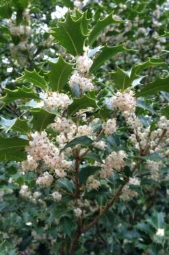 Gulftide Hardy Tea Olive (Osmanthus) - 2 Gallon Pot -Home Bloom Garden osmanthus heterophyllus gulftide tea olive false holly 10