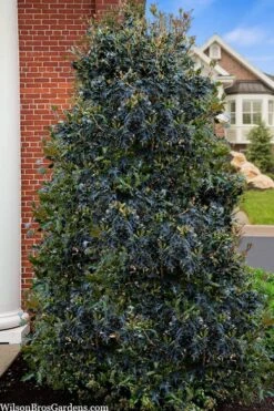 Gulftide Hardy Tea Olive (Osmanthus) - 2 Gallon Pot -Home Bloom Garden osmanthus heterophyllus gulftide tea olive false holly 5
