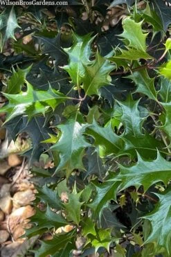 Gulftide Hardy Tea Olive (Osmanthus) - 2 Gallon Pot -Home Bloom Garden osmanthus heterophyllus gulftide tea olive false holly 6