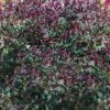 Purple Leaf Tea Olive (Osmanthus Heterophyllus 'Purpurea') - 3 Gallon Pot -Home Bloom Garden osmanthus heterophyllus purpurea purple leaf tea olive 12