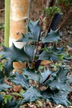 Purple Leaf Tea Olive (Osmanthus Heterophyllus 'Purpurea') - 1 Gallon Pot -Home Bloom Garden osmanthus heterophyllus purpurea purple leaf tea olive 7 1