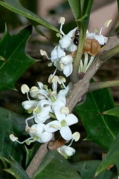 Purple Leaf Tea Olive (Osmanthus Heterophyllus 'Purpurea') - 1 Gallon Pot -Home Bloom Garden osmanthus heterophyllus purpurea purple leaf tea olive 8 1
