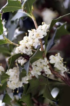 Purple Leaf Tea Olive (Osmanthus Heterophyllus 'Purpurea') - 3 Gallon Pot -Home Bloom Garden osmanthus heterophyllus purpurea purple leaf tea olive 9