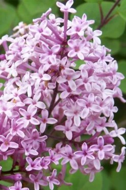 Palibin Dwarf Lilac Bush - 3 Gallon Pot -Home Bloom Garden palibin lilac tree 3