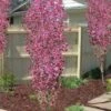 Corinthian Flowering Peach Tree - 2 Gallon Pot (3-4') 2 Corinthian Flowering Peach Tree - 2 Gallon Pot (3-4') -Home Bloom Garden peach corinthian 100