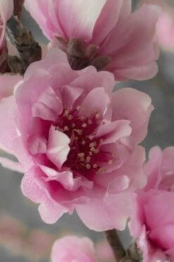 Corinthian Flowering Peach Tree - 5 Gallon Pot -Home Bloom Garden peach corinthian 24 1