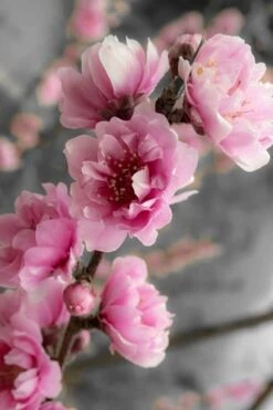 Corinthian Flowering Peach Tree - 2 Gallon Pot (3-4') -Home Bloom Garden peach corinthian 2 thumbnail